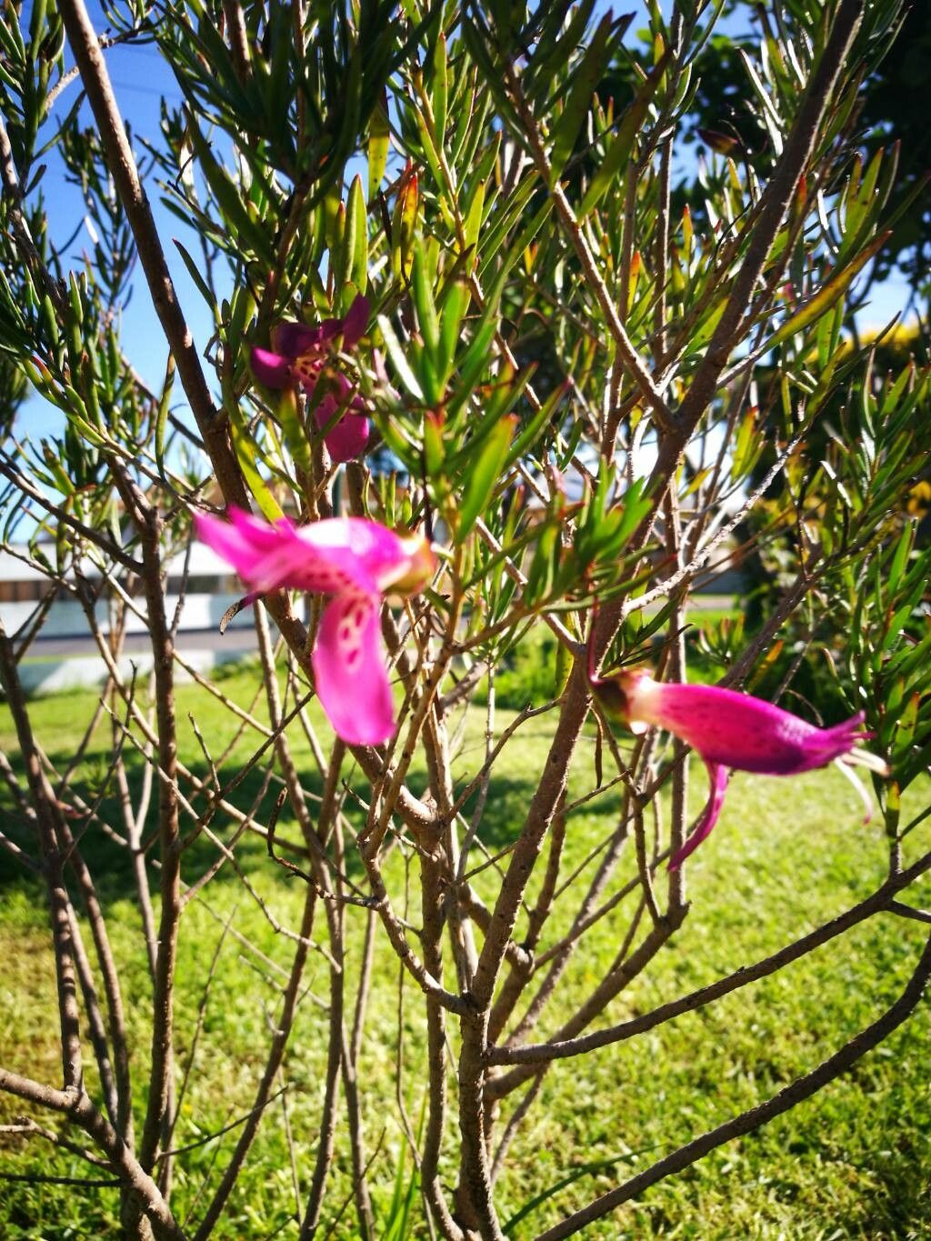 Eremophila oppositifolia flower