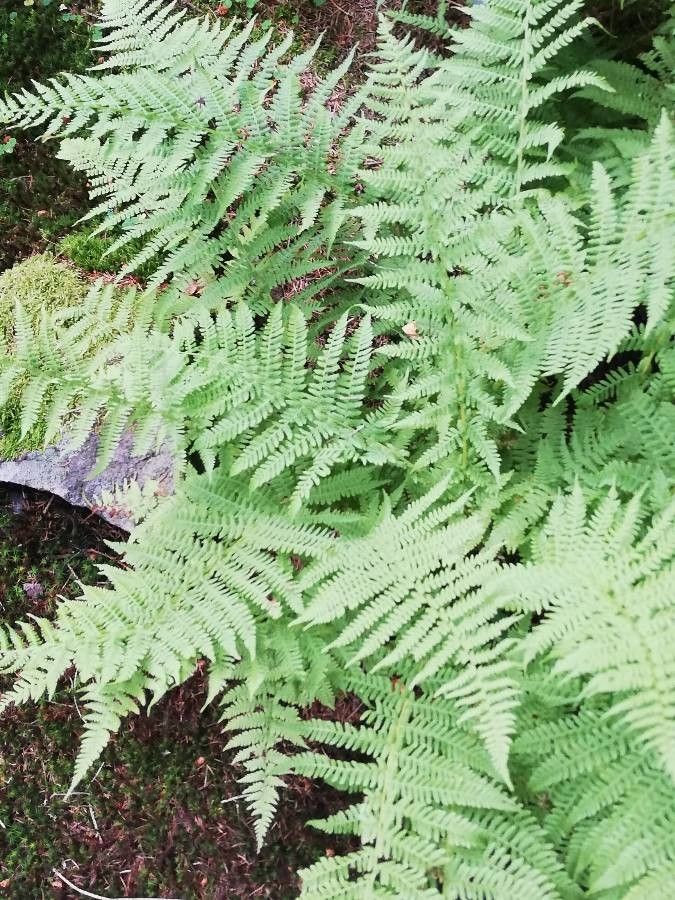 Athyrium dissitifolium leaf