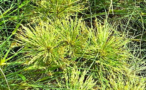 Spinifex longifolius — related species from the same genus