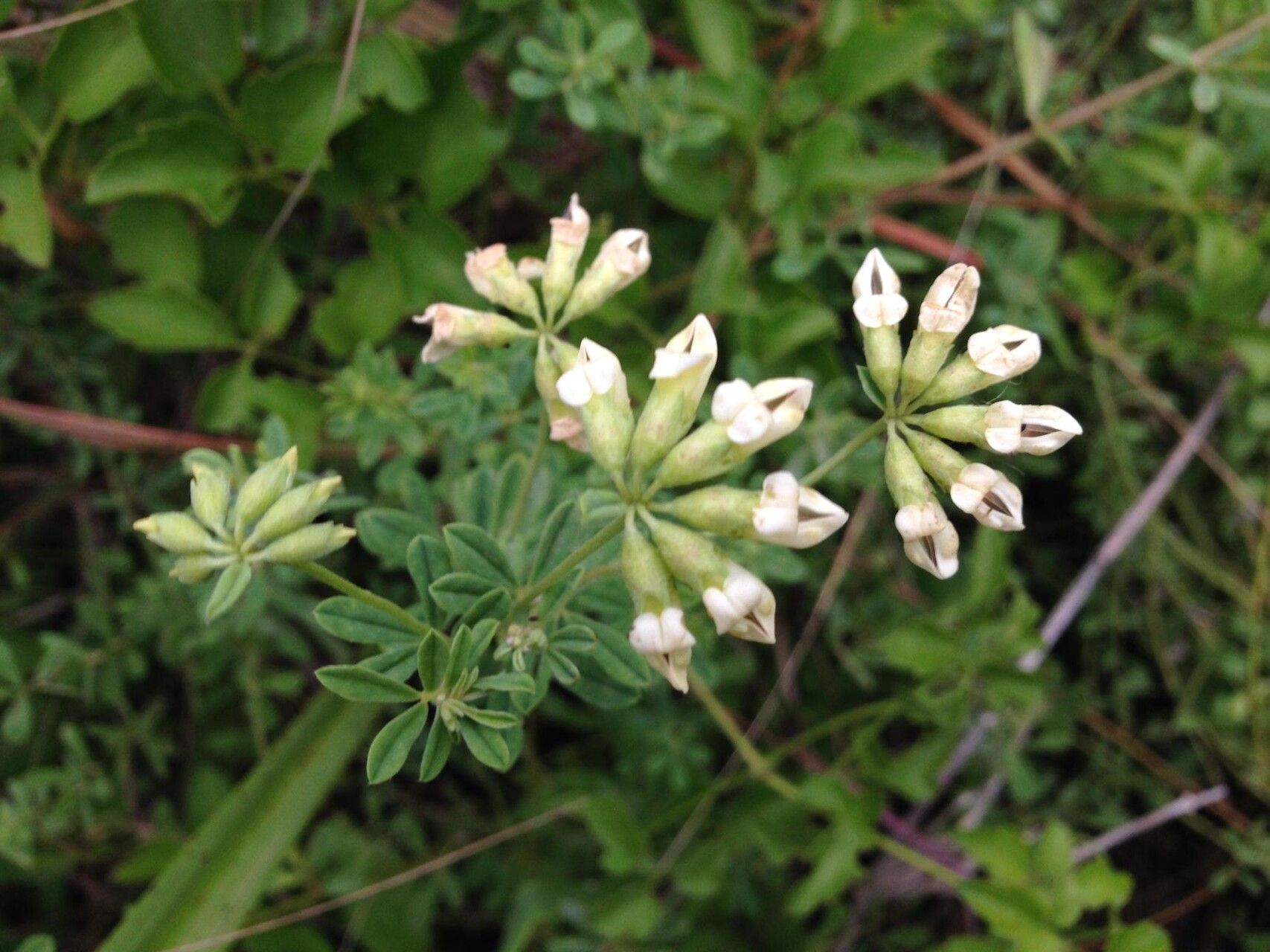 Lotus discolor — houseplant care guide