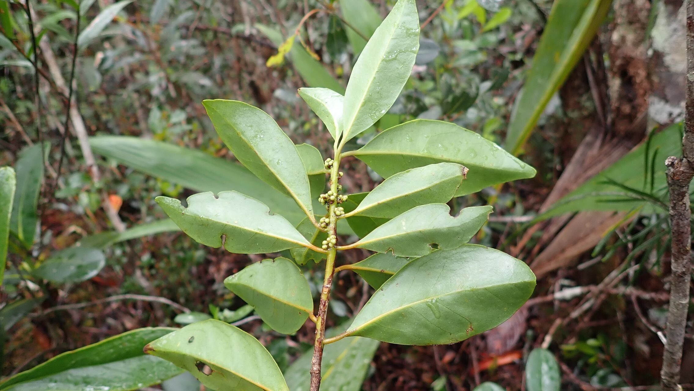 Symplocos montana leaf