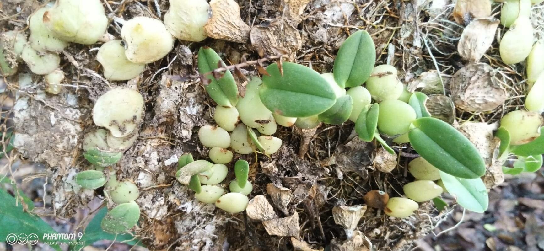 Bulbophyllum elliotii — search result for 'Bulbophyllum'