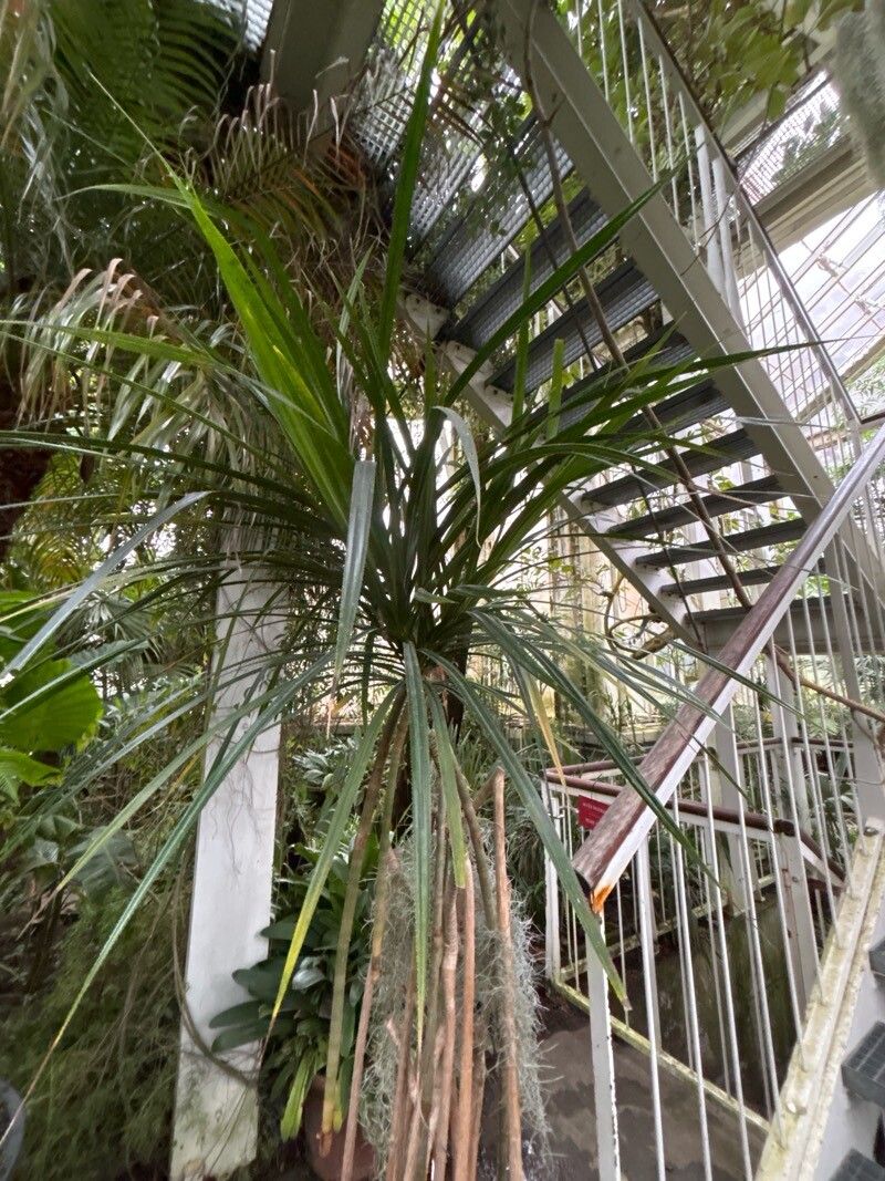 Pandanus caricosus — houseplant care guide