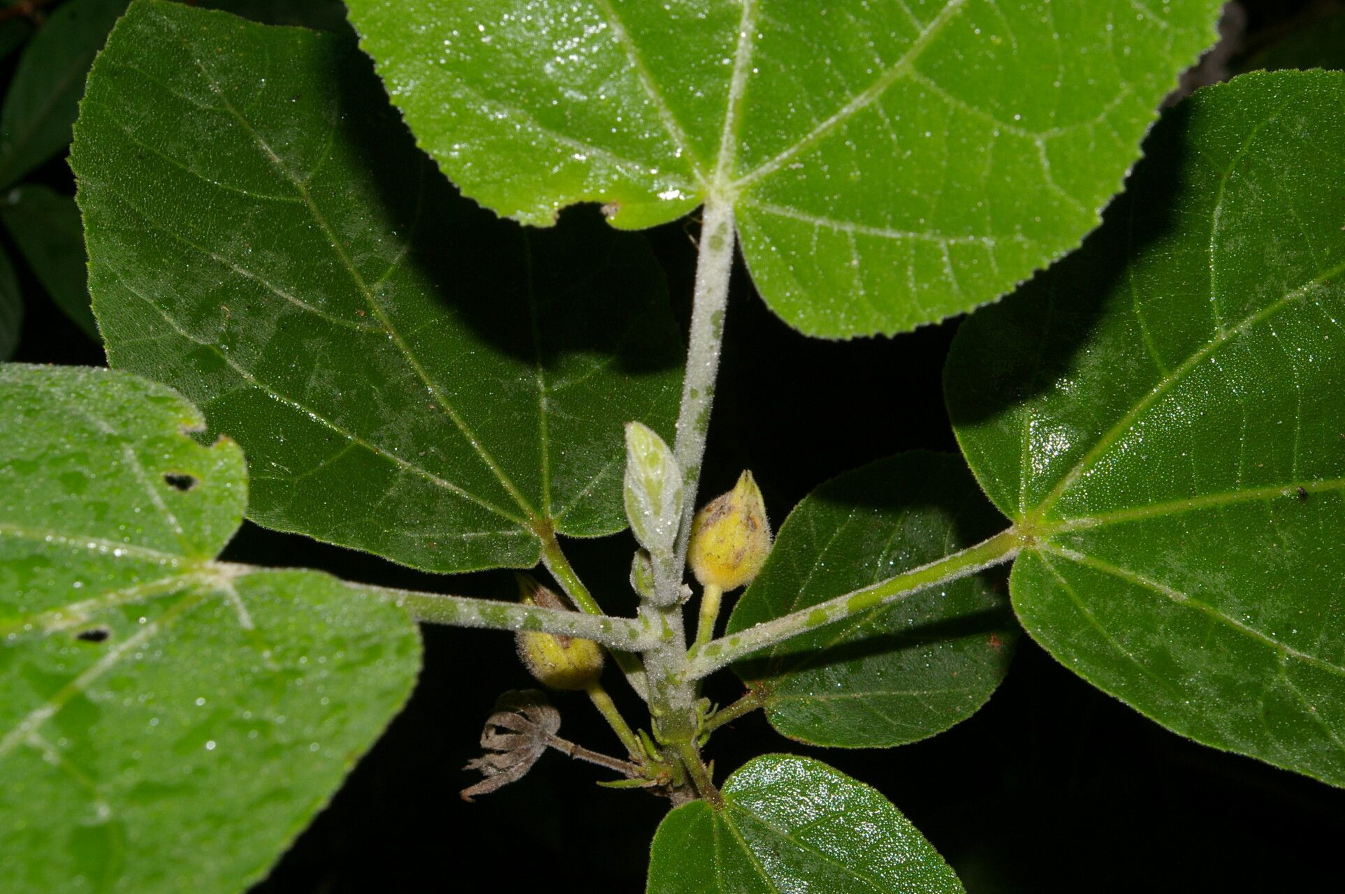 Malvaviscus concinnus flower