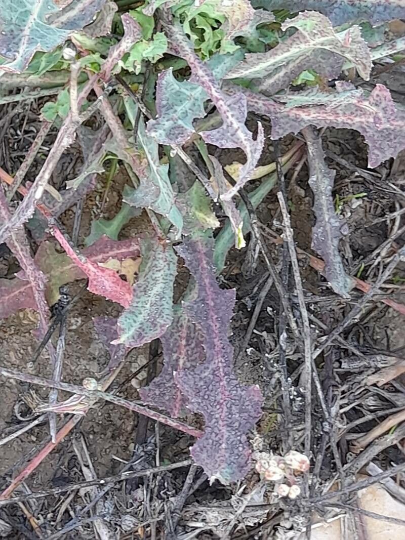 Launaea procumbens leaf