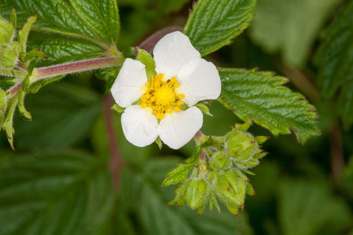 Drymocallis rupestris flower