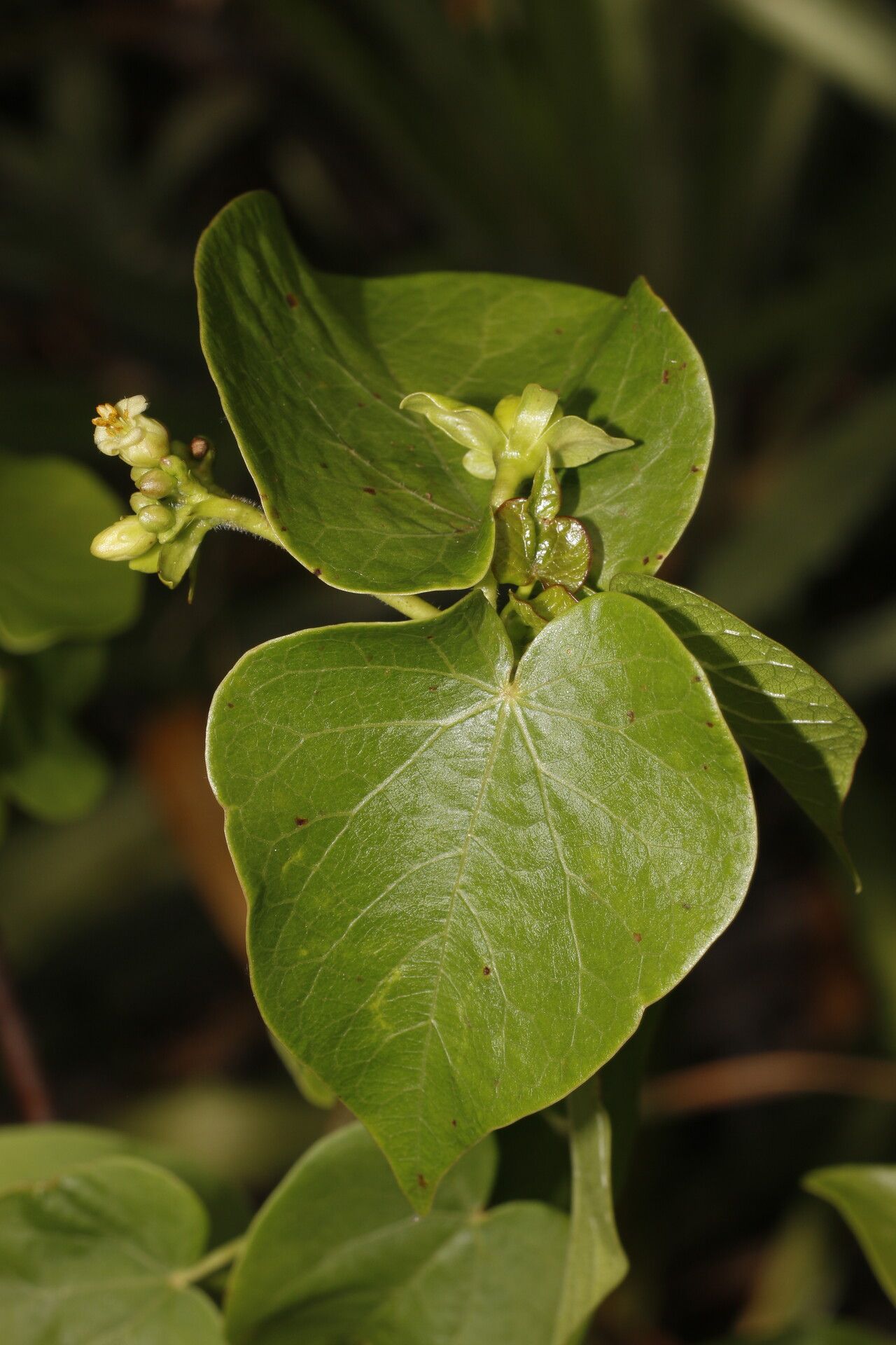 Jatropha stevensii flower