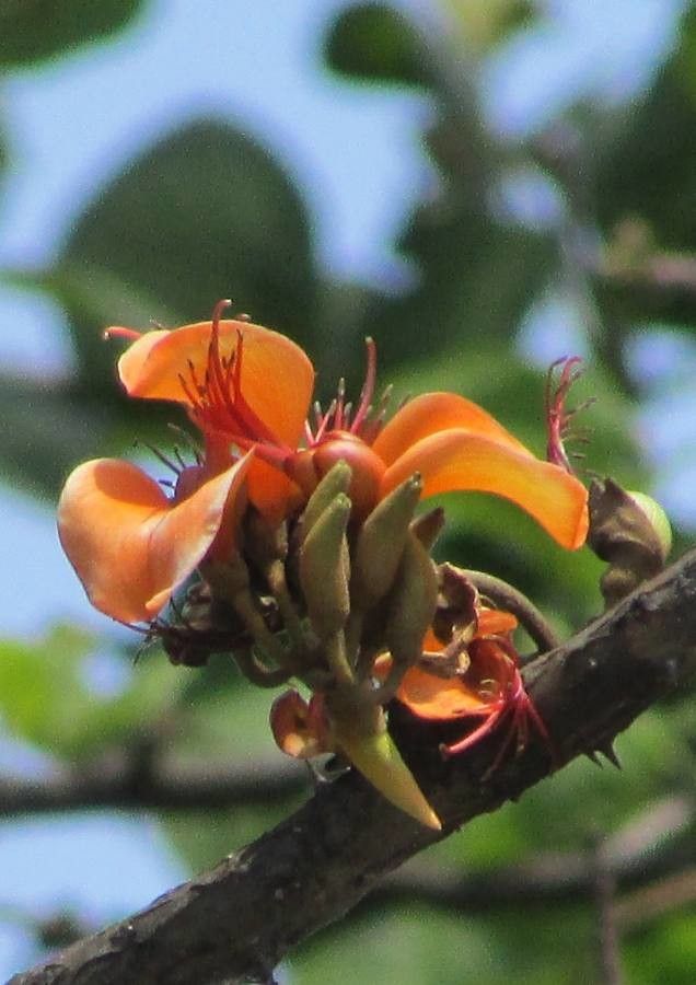 Erythrina fusca flower