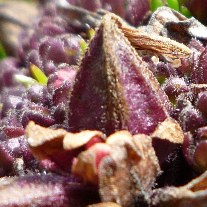 Castilleja pumila fruit