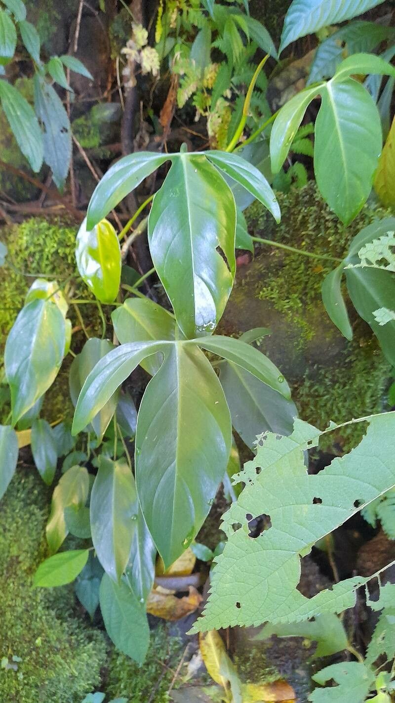 Philodendron anisotomum — search result for 'Philodendron'