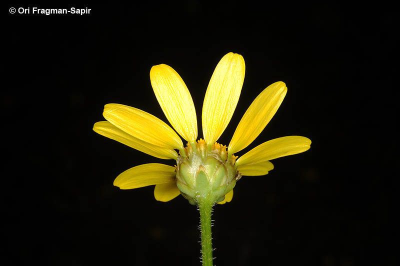 Heteranthemis viscide-hirta flower