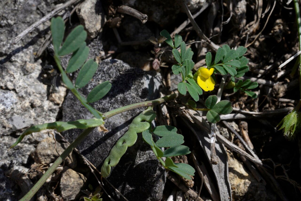Hippocrepis unisiliquosa flower