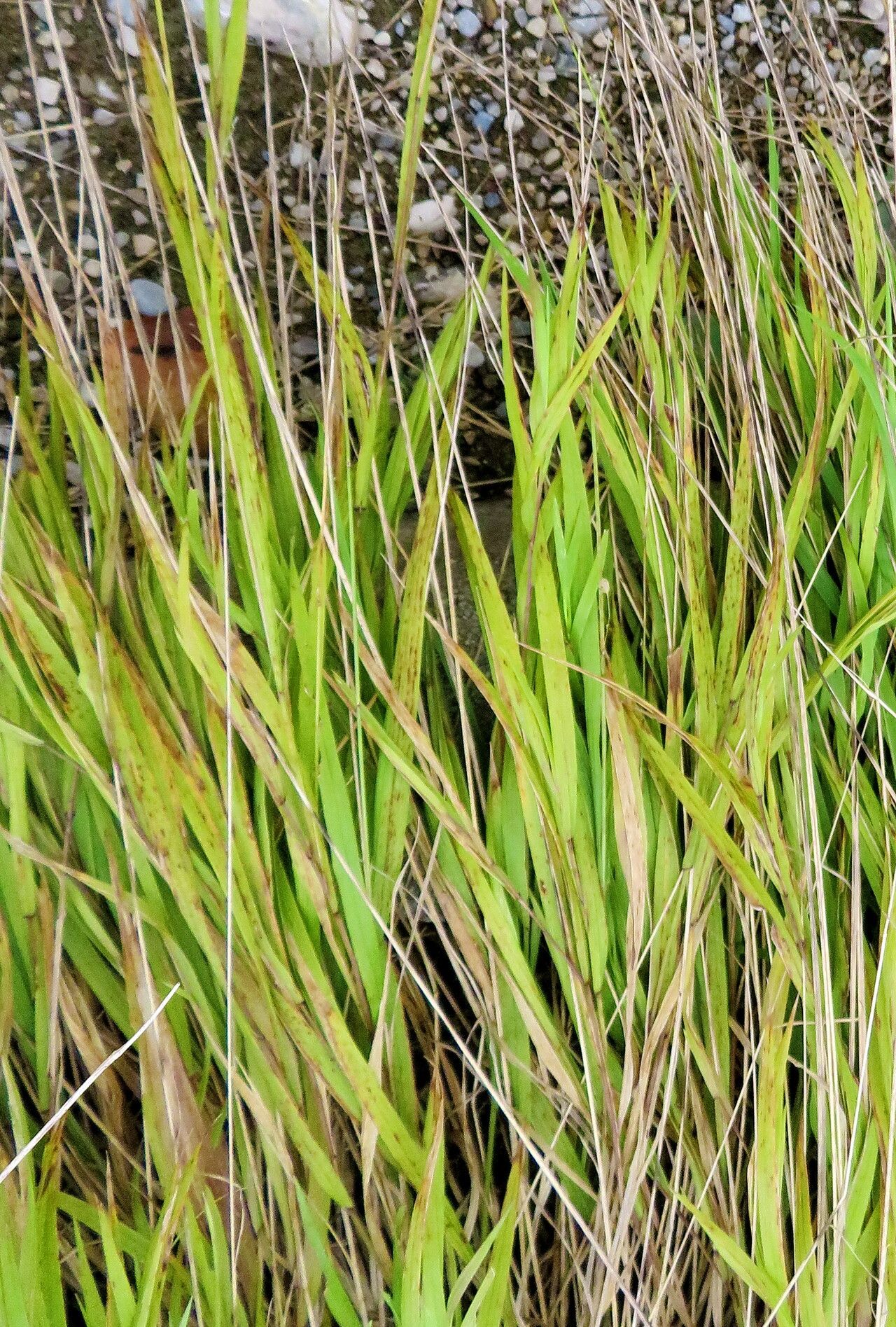 Melica picta — houseplant care guide