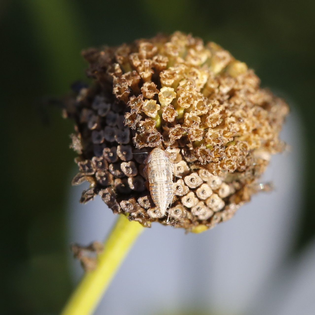 Chamaemelum fuscatum fruit