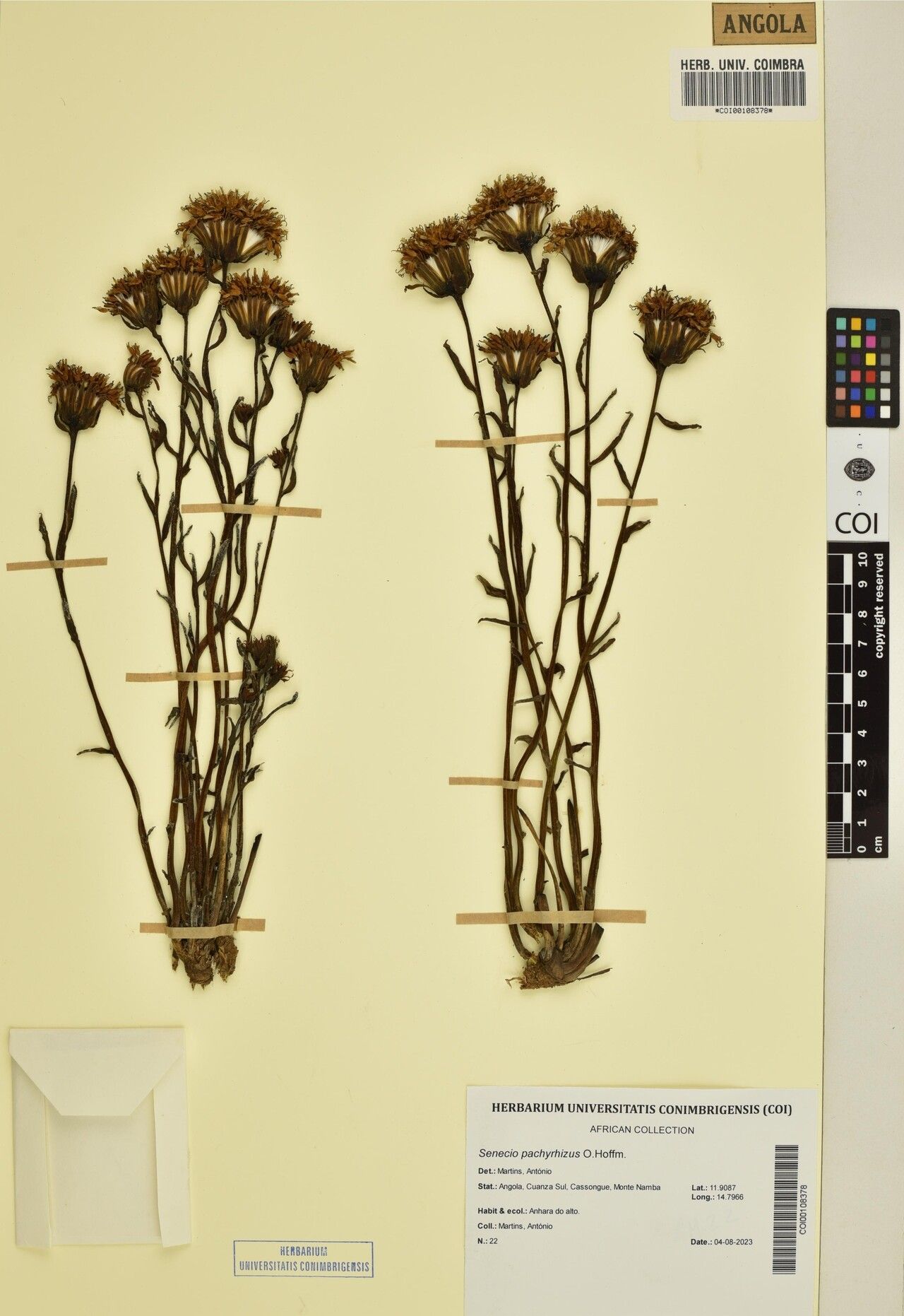 Senecio pachyrhizus — houseplant care guide