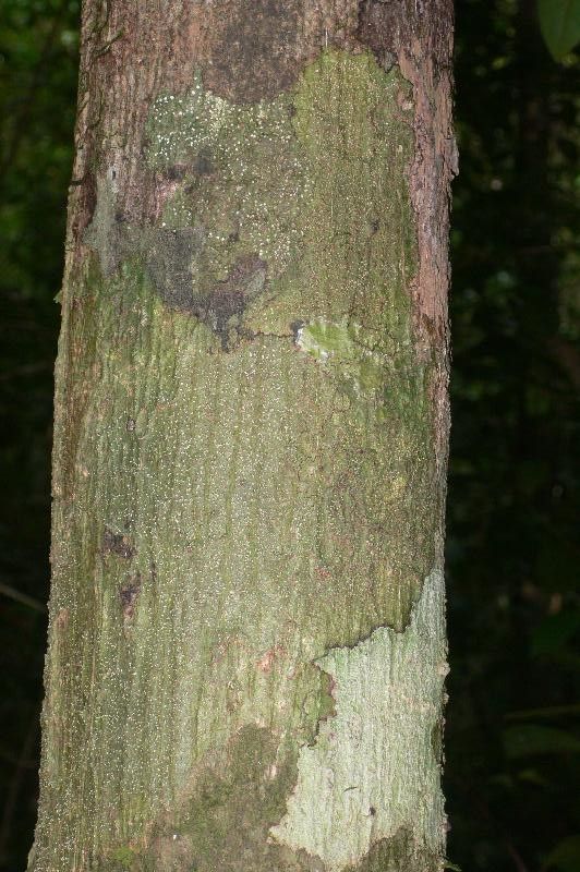 Eschweilera decolorans bark