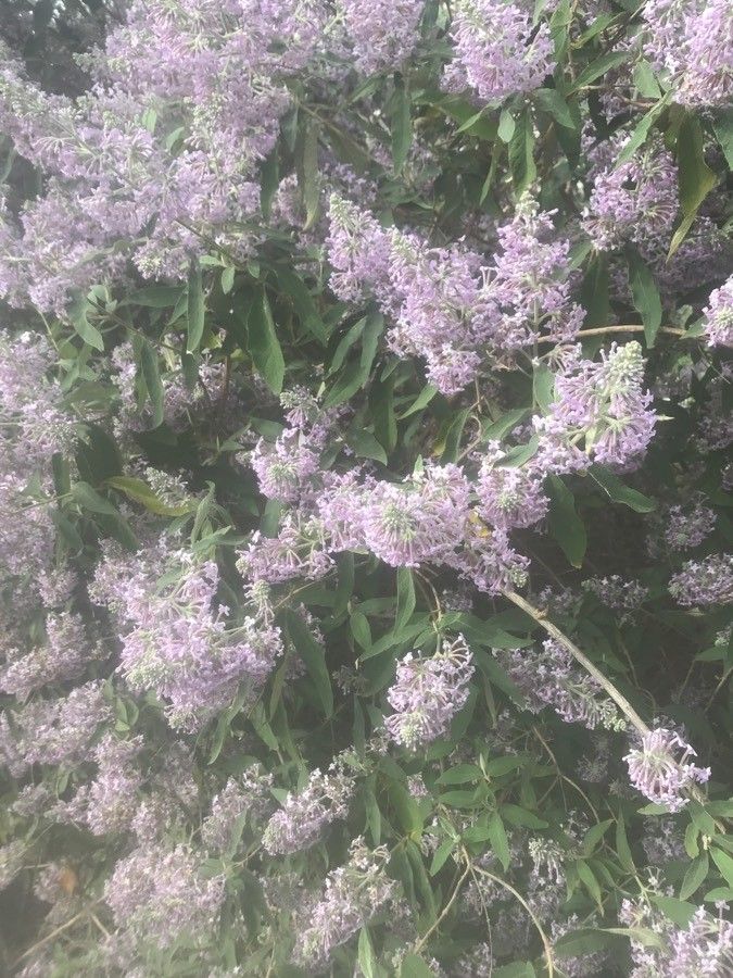 Buddleja salviifolia flower