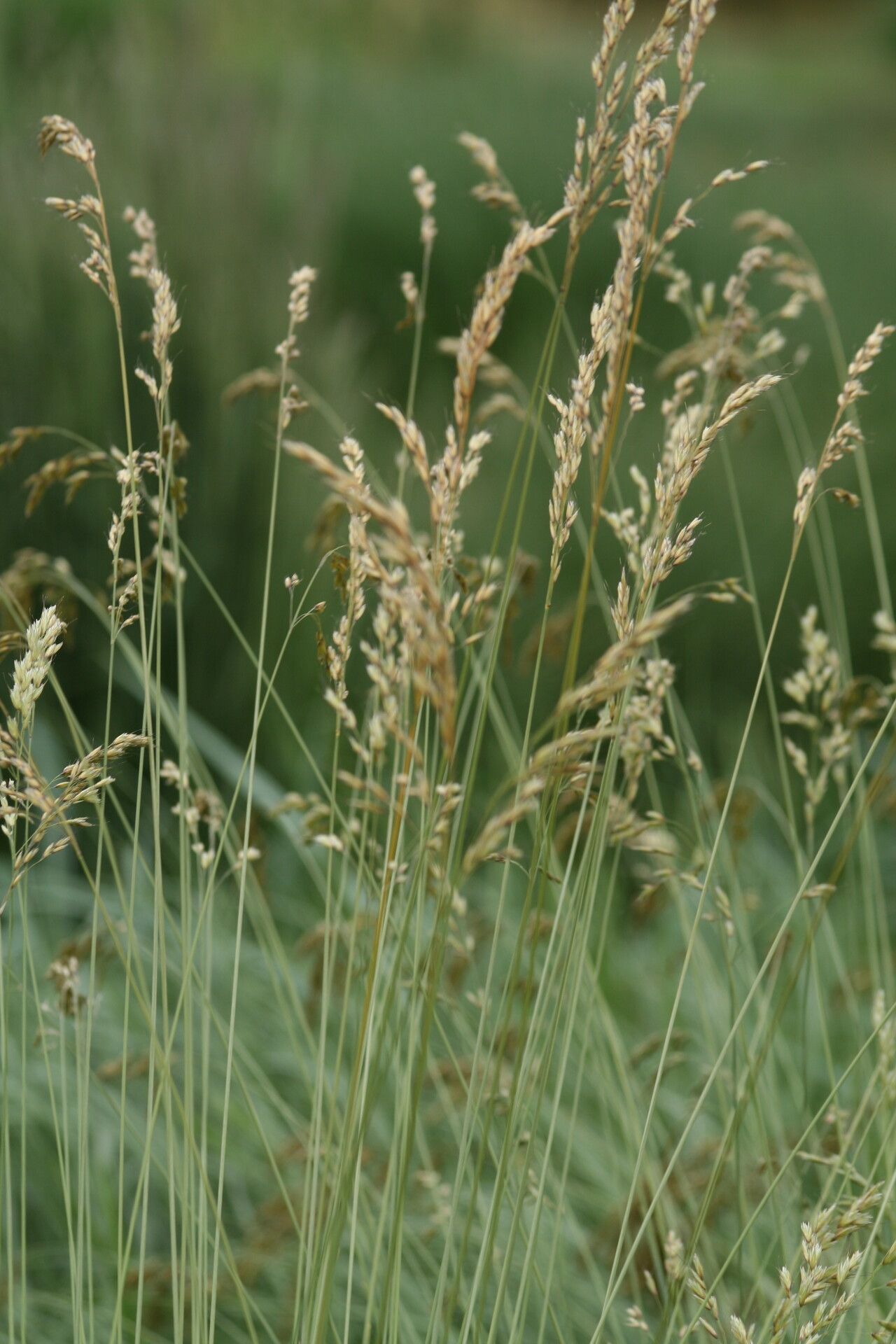 Helictotrichon sempervirens flower