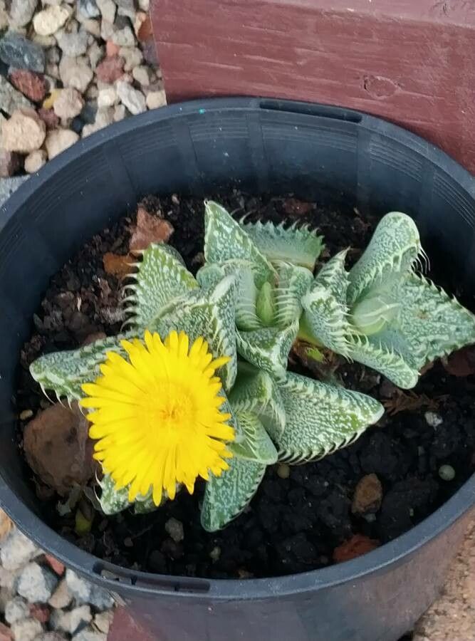 Faucaria tigrina flower