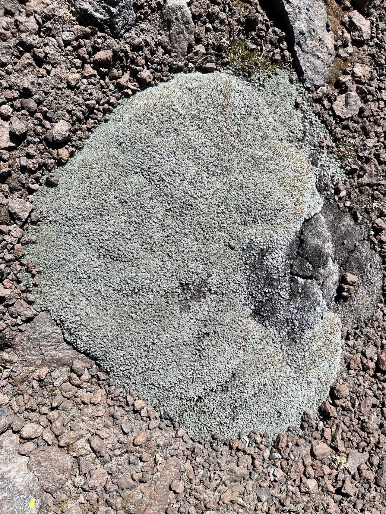 Mniodes andina habit