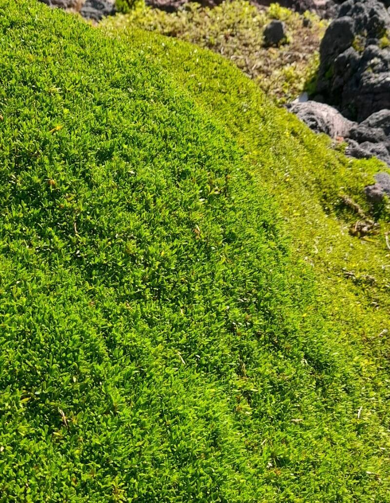 Pimelea prostrata habit