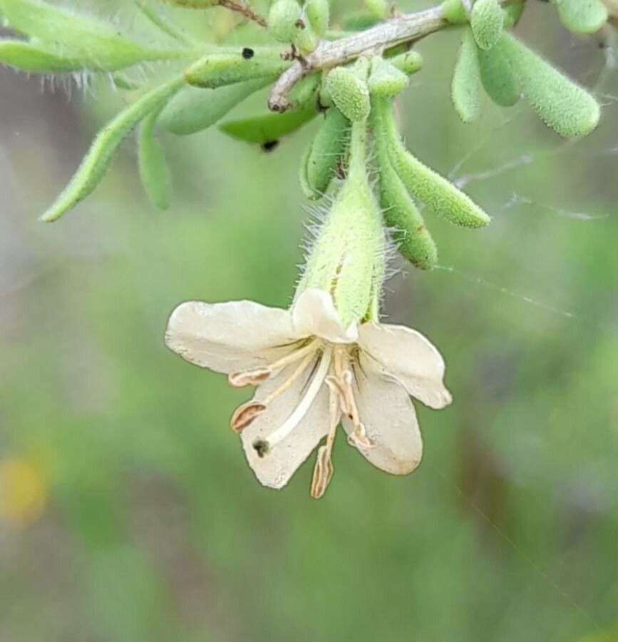 Lycium tenuispinosum flower