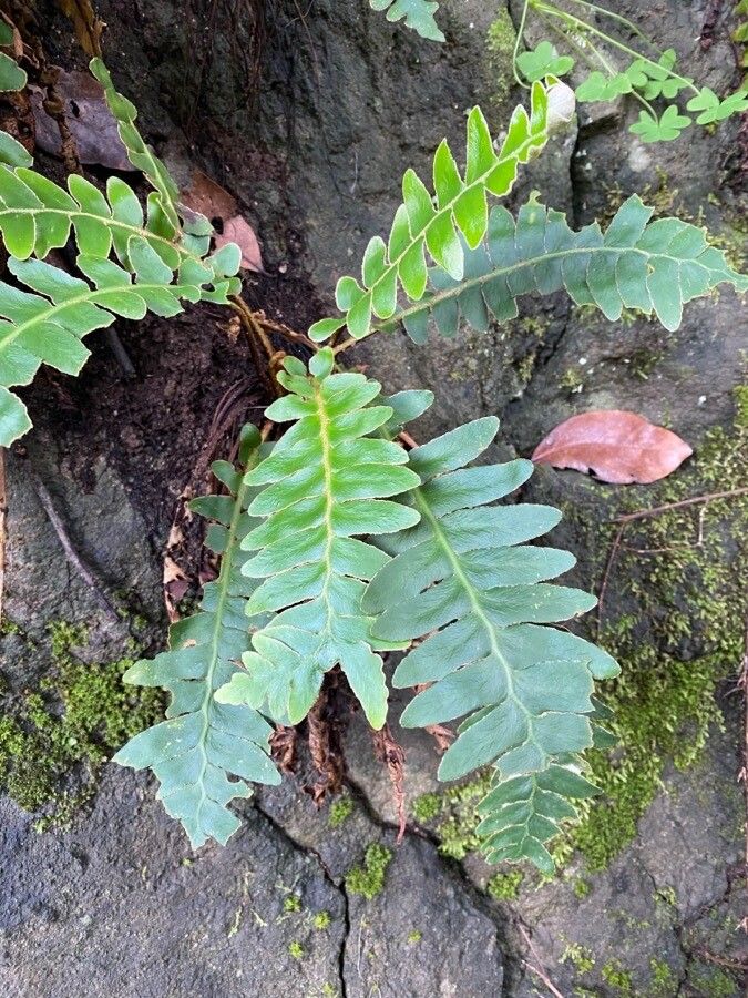 Asplenium aureum leaf
