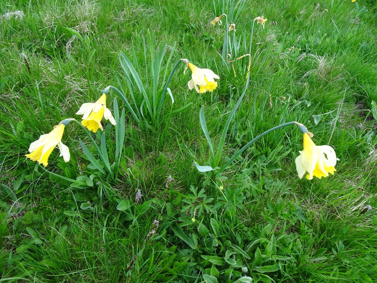 Narcissus bicolor habit