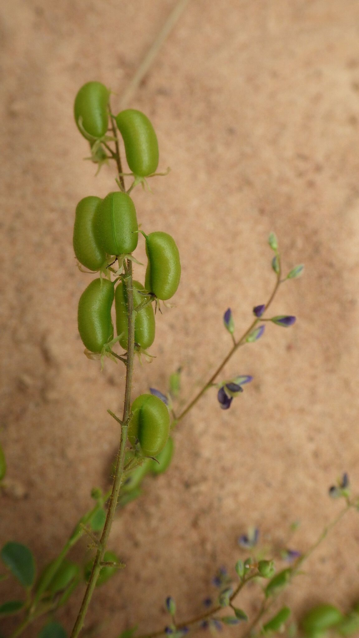Pycnospora lutescens fruit
