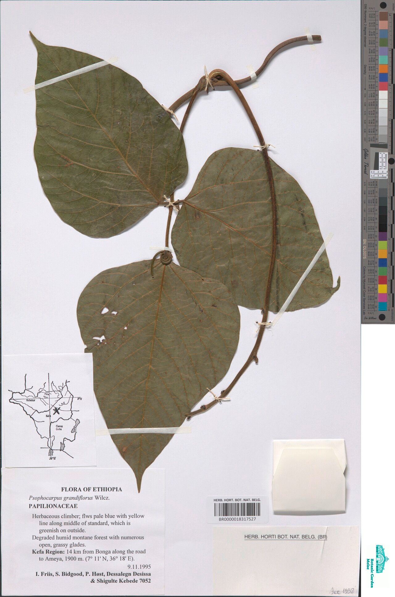 Psophocarpus grandiflorus — related species from the same genus