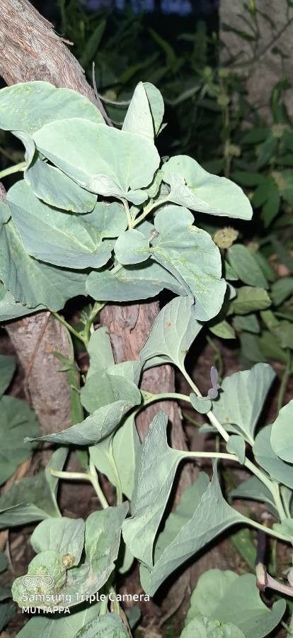 Aristolochia bracteolata — search result for 'Aristolochia'