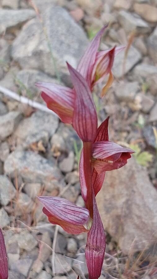 Serapias orientalis — houseplant care guide