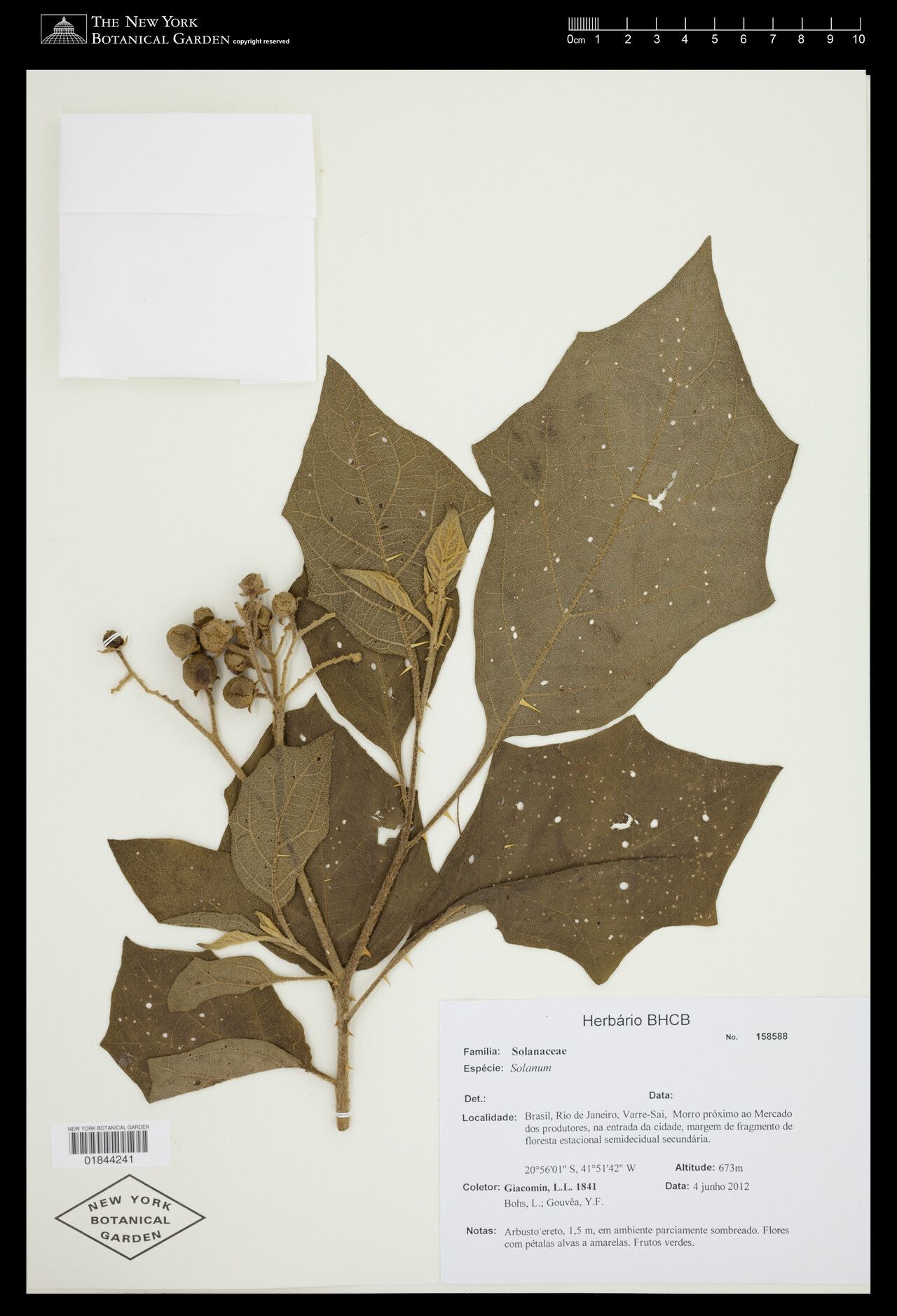 Solanum pycnanthemum — houseplant care guide