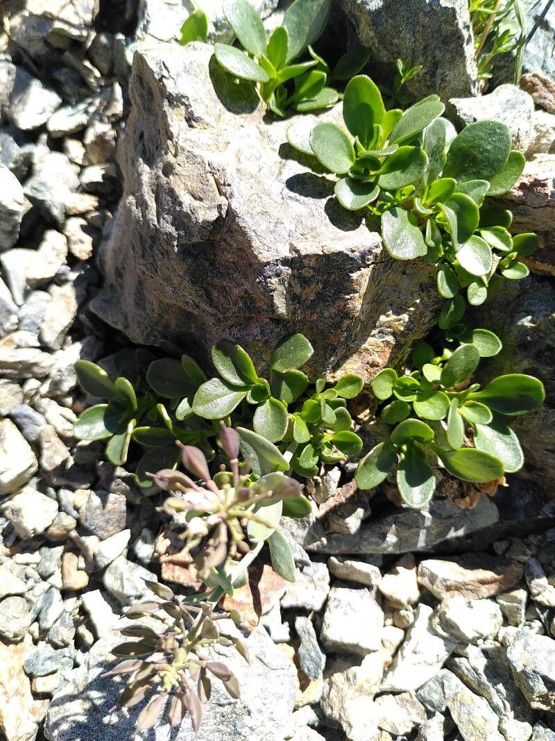 Noccaea rotundifolia fruit