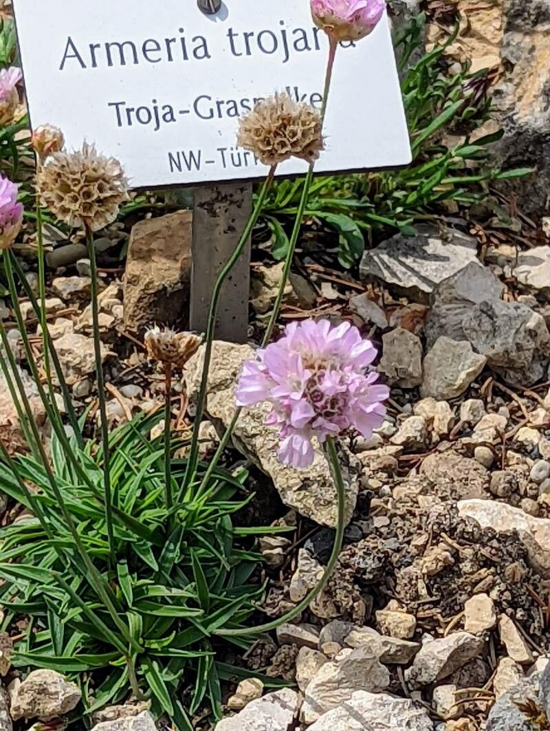 Armeria trojana flower