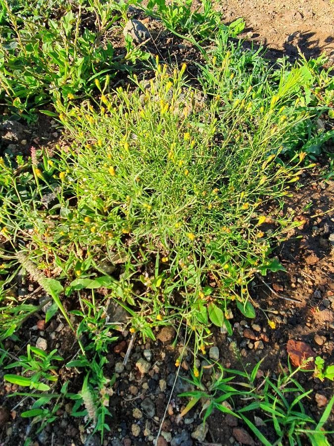 Schkuhria pinnata flower