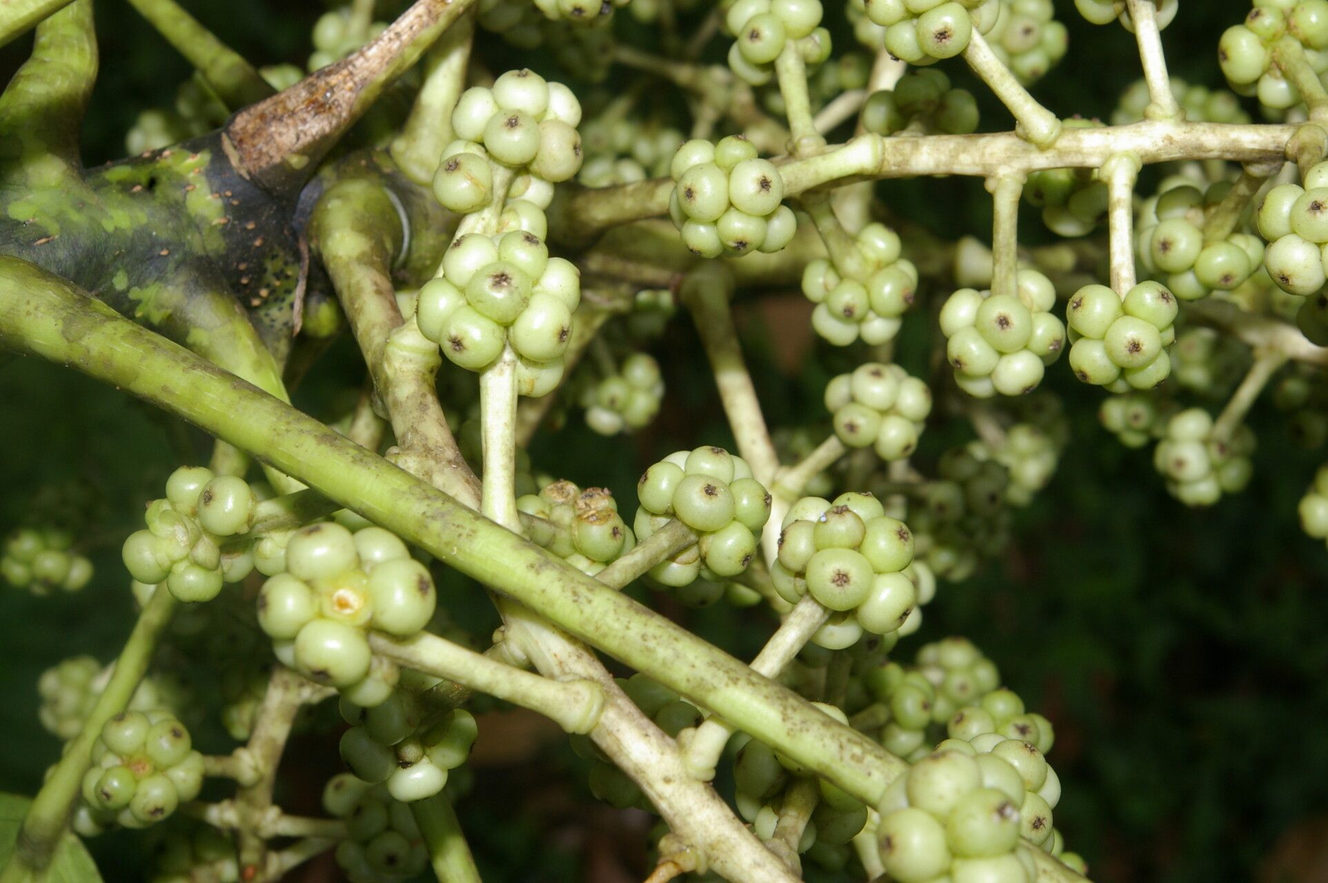 Oreopanax donnell-smithii fruit