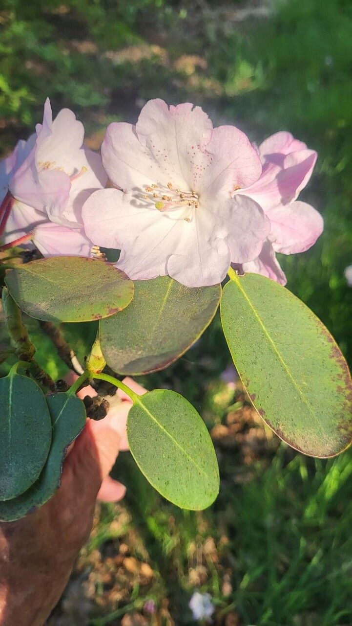 Rhododendron vernicosum flower