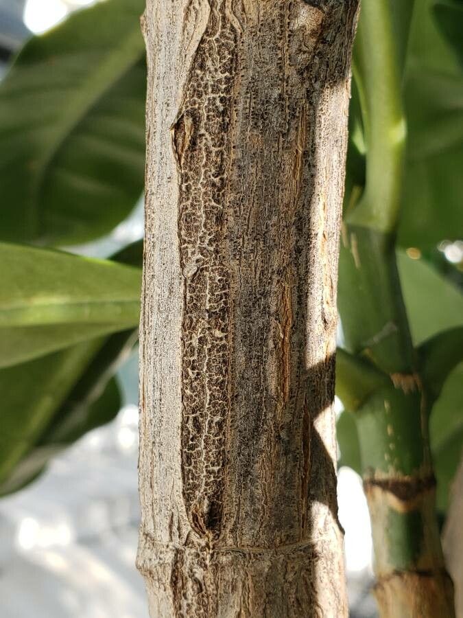 Fagraea ceilanica bark