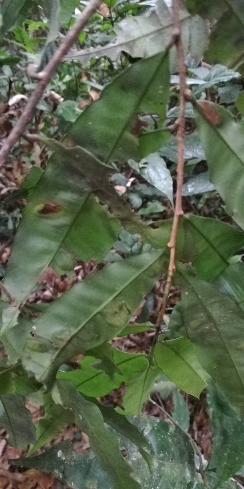 Rhabdophyllum arnoldianum — related species from the same genus