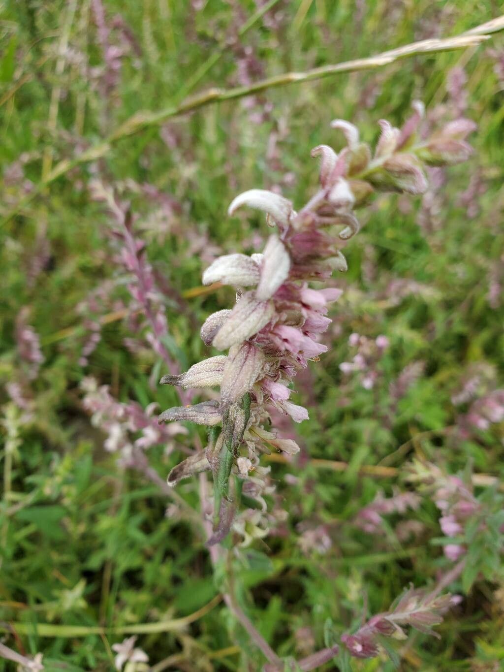 Odontites litoralis flower