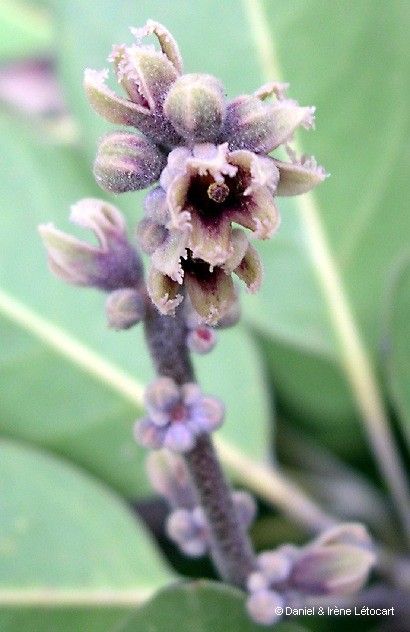 Acropogon schefflerifolius fruit