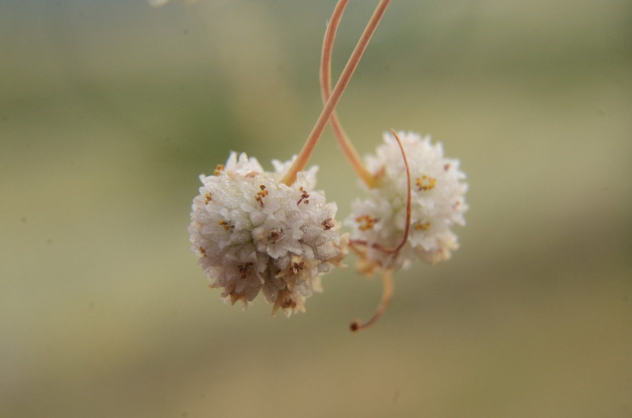 Cuscuta approximata flower