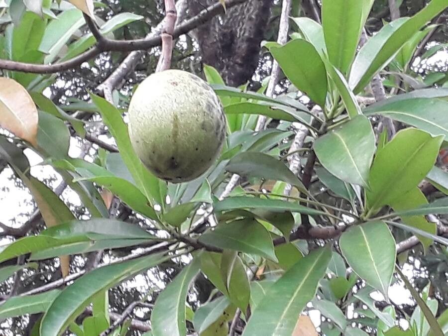 Rauvolfia caffra fruit