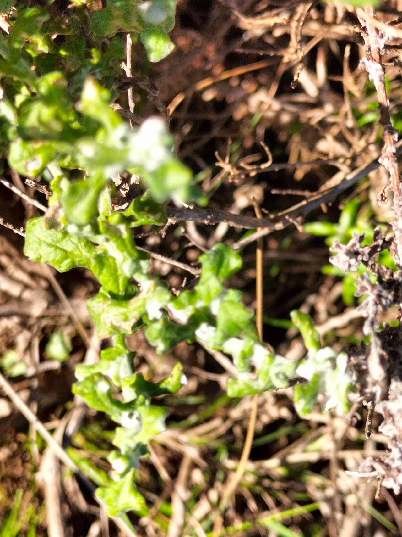 Helichrysum patulum bark