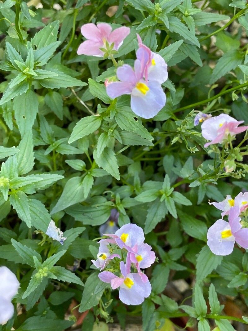Nemesia fruticans leaf