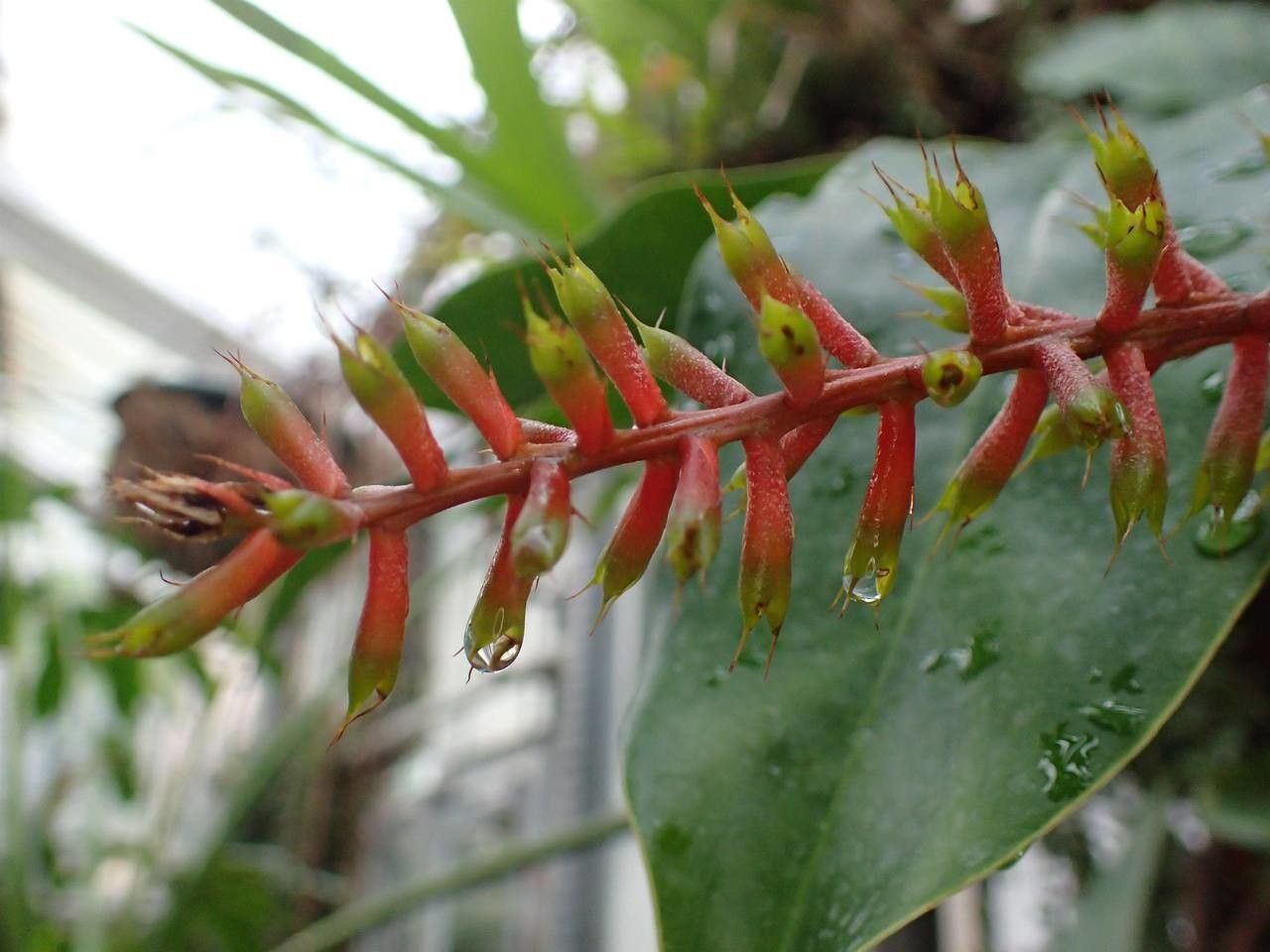 Aechmea caudata fruit