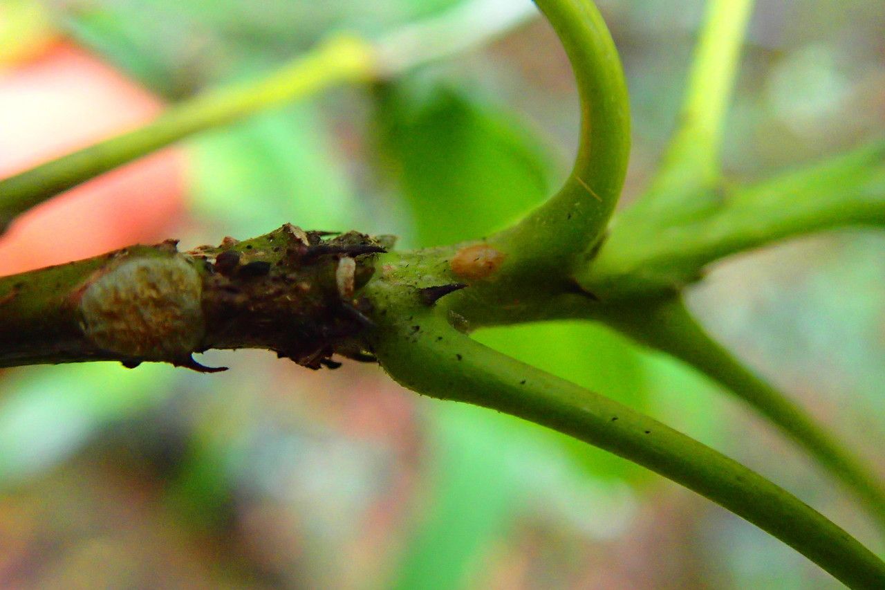 Bocquillonia arborea fruit
