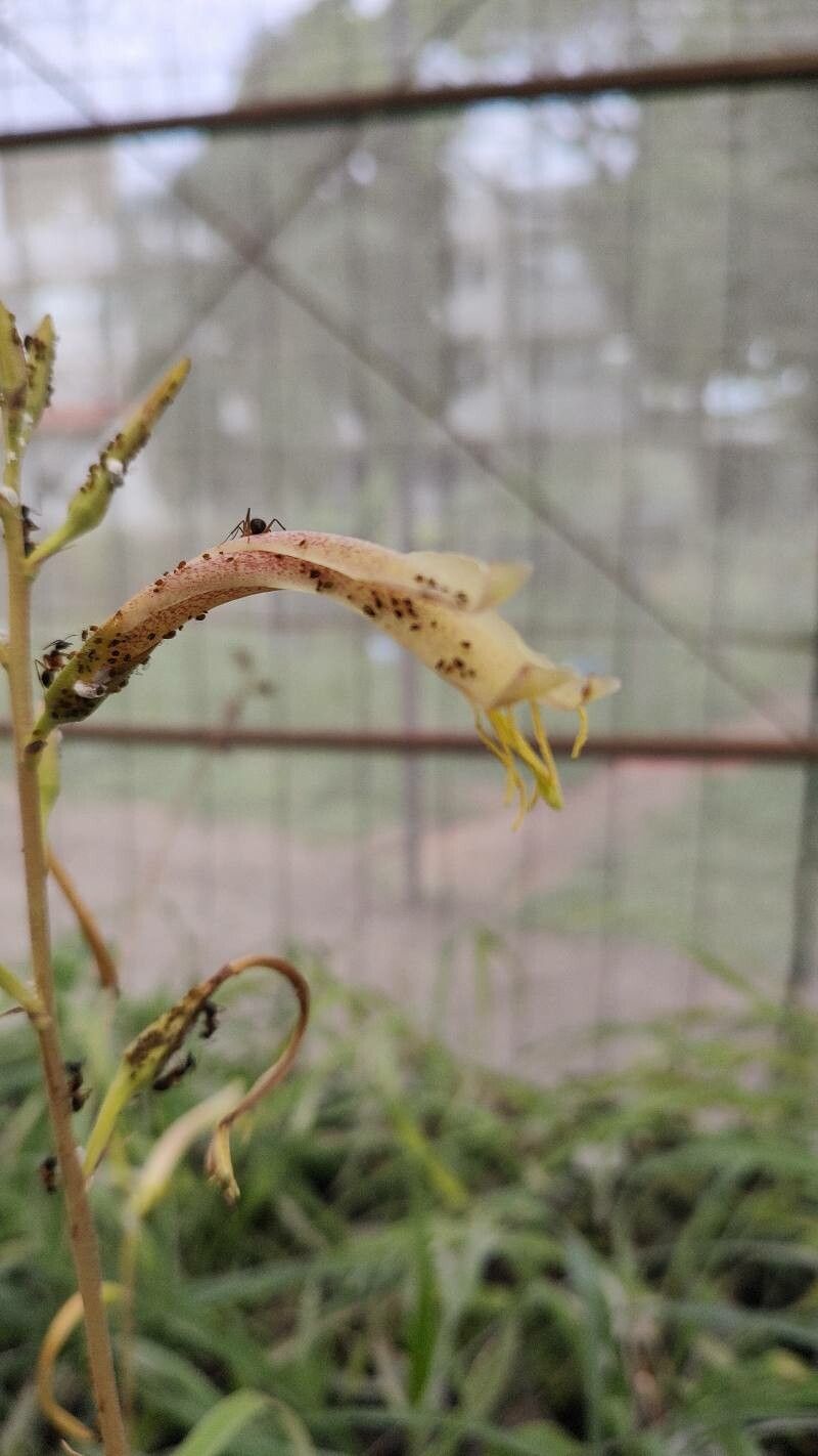Pitcairnia lanuginosa flower