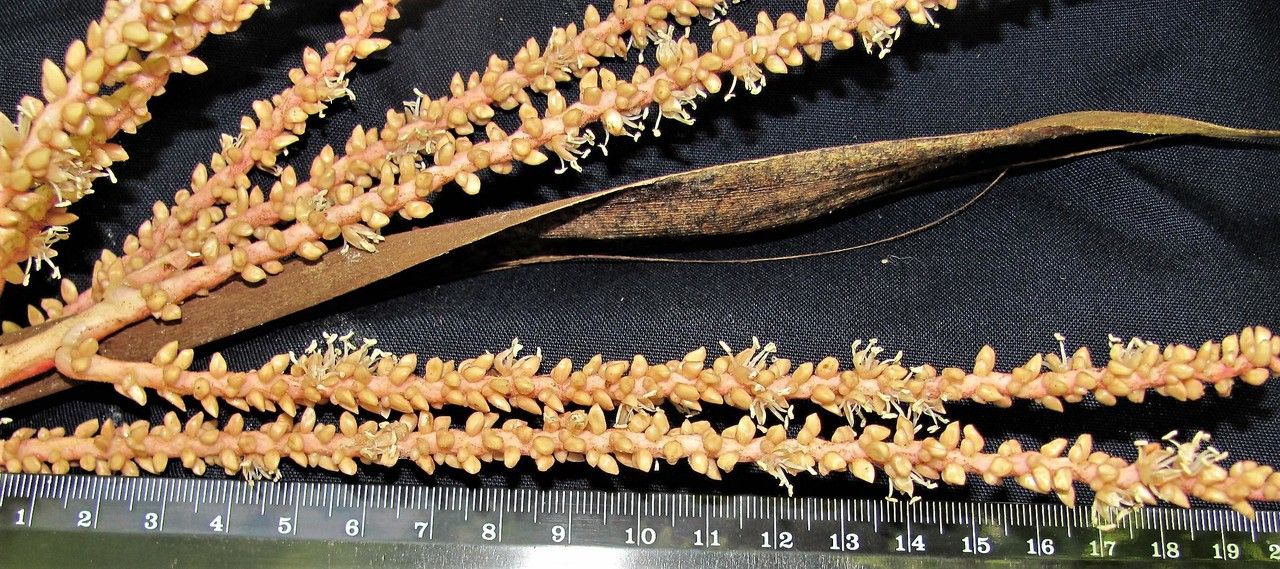 Prestoea longepetiolata fruit